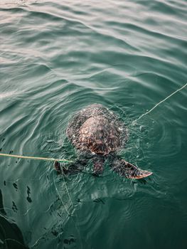 A sea turtle caught in fishing nets, highlighting ocean conservation issues.
