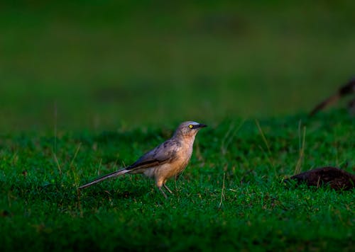 Selective Focus Photo of a Small Gray Bird on the Grass