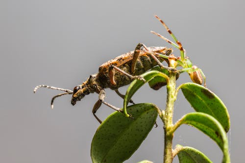 Foto stok gratis arthropoda, beetle, fotografi serangga