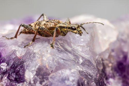 Free Macro shot of Rhagium Mordax beetle on amethyst crystal, highlighting texture and vivid colors. Stock Photo