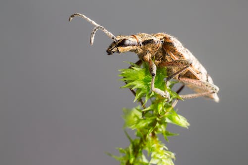 Foto d'estoc gratuïta de artròpode, beetle, fons gris