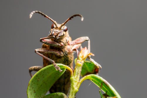 Безкоштовне стокове фото на тему «Beetle, rhagium morax, антен»