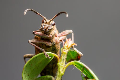 Close-up of a Black-spotted Longhorn Beetle Sitting on a Plant 