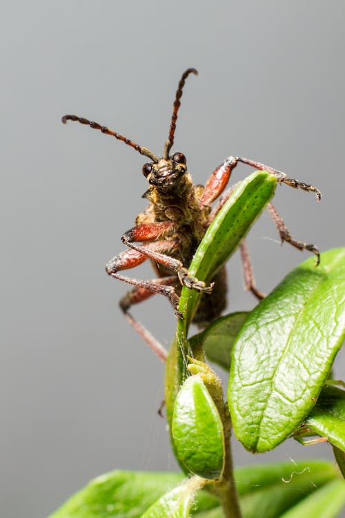 Close Up Photo of an Insect