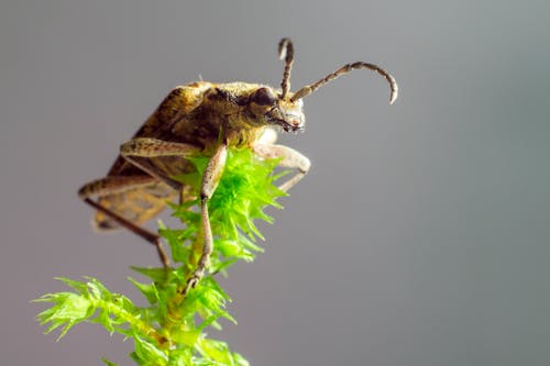 Бесплатное стоковое фото с beetle, rhagium mordax, беспозвоночный