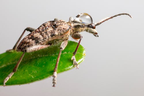 Foto d'estoc gratuïta de artròpode, beetle, fons gris