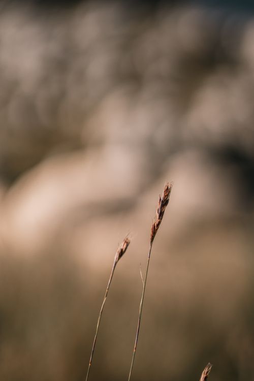 Free Close-up of delicate grasses swaying in a tranquil, blurred natural background Stock Photo
