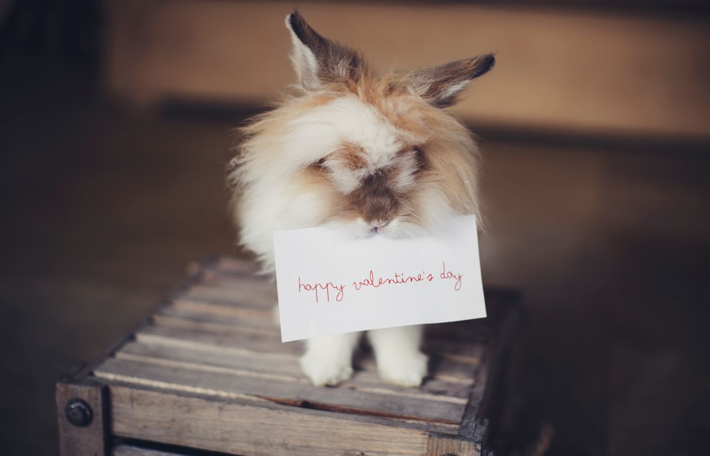 Adorable fluffy rabbit holding a happy Valentine's Day card, perfect for holiday cheer.