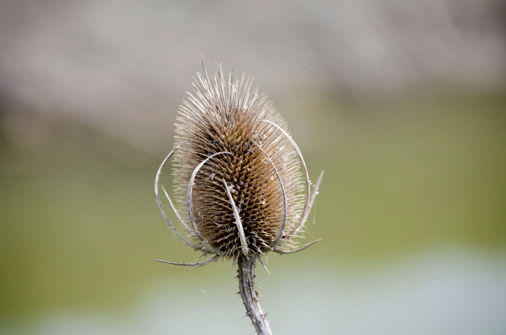 A detailed shot of a wild teasel plant highlighting its natural prickly features.