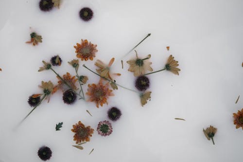 Free Loose Flowers and Leaves on a White Background Stock Photo