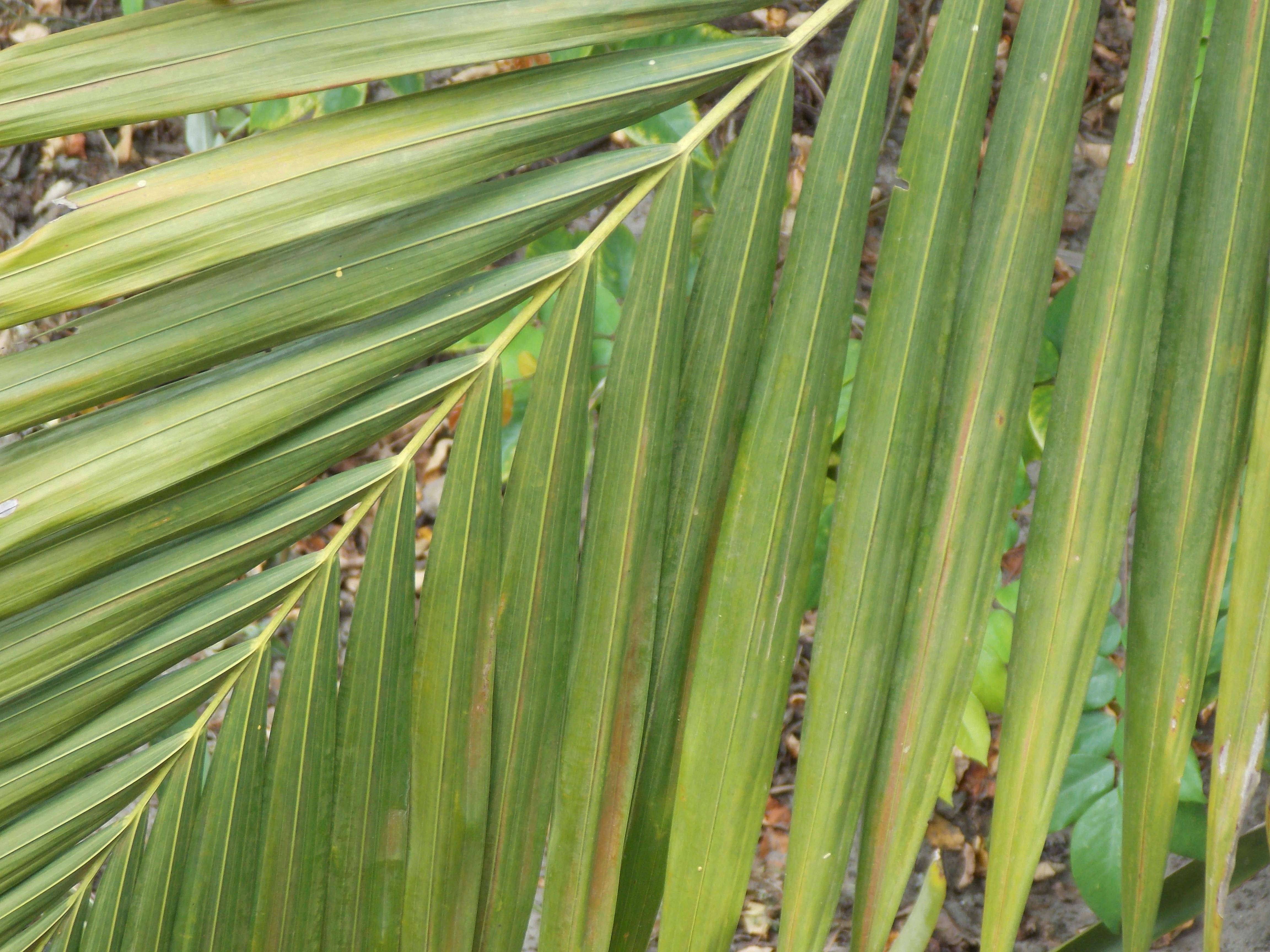 Free stock photo of Palm Tree Tree Leaf