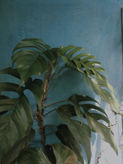 Green Big Leaves on a Plant 