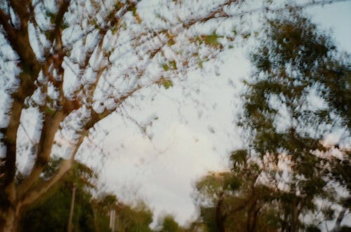 日落, 晚上的樹木, 模糊的 的 免費圖庫相片