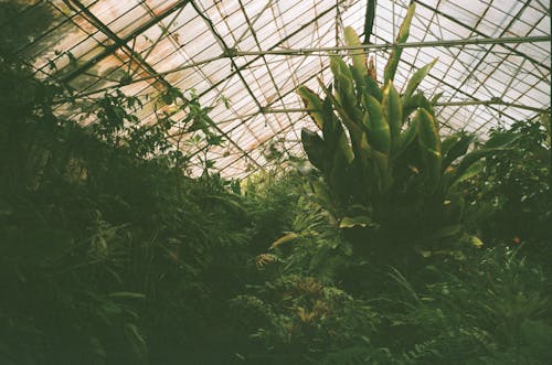 植物園, 溫室, 綠色 的 免費圖庫相片
