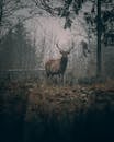 Wild brown deer with big horns standing on grassy field near trees while looking at camera in gloomy forest