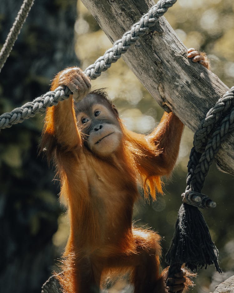 Orangutan Hanging On Tree With Ropes In Nature