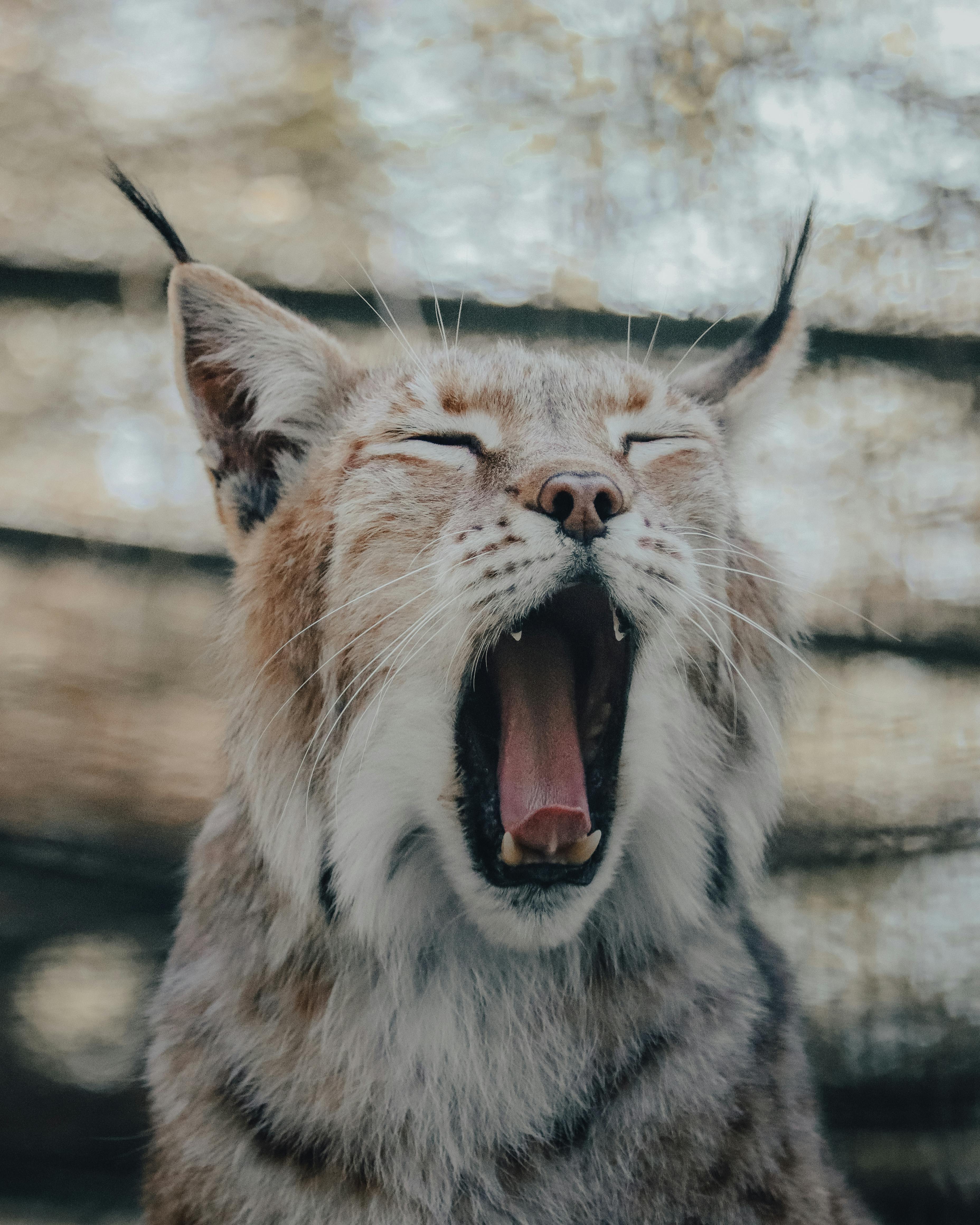 yawning fluffy lynx with gray fur