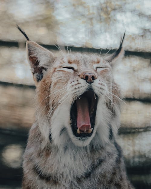 Free Cute lynx with black stripes on fluffy gray fur yawning on blurred background Stock Photo