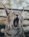 Cute lynx with black stripes on fluffy gray fur yawning on blurred background