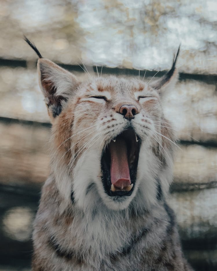 Yawning Fluffy Lynx With Gray Fur