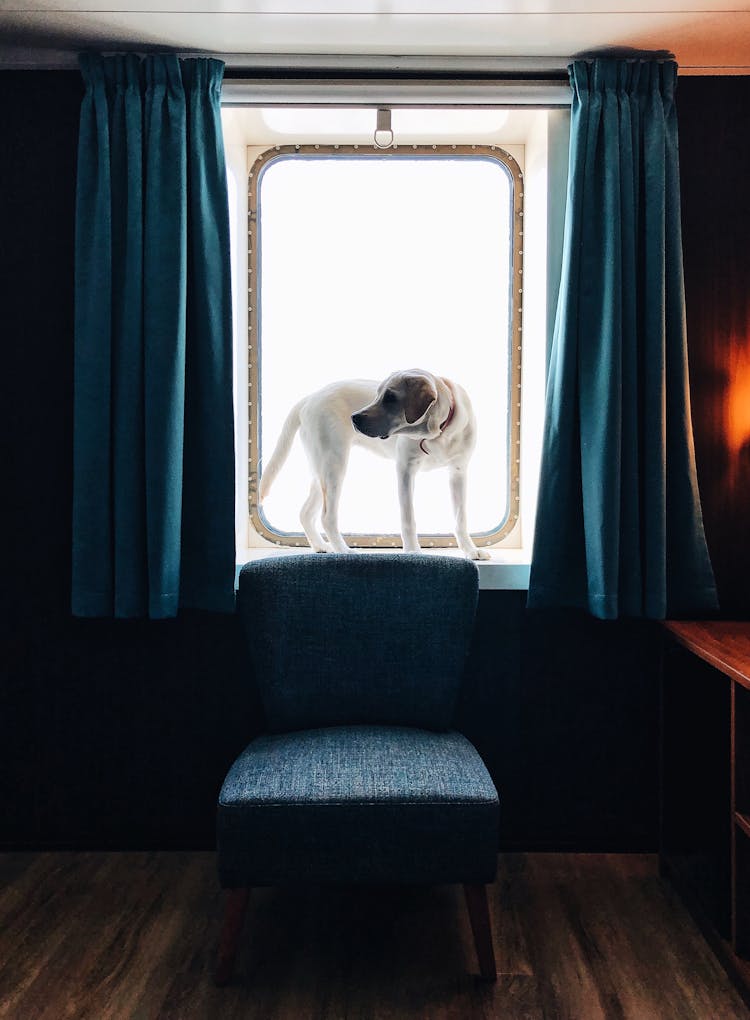 A White Short Coated Dog By The Window