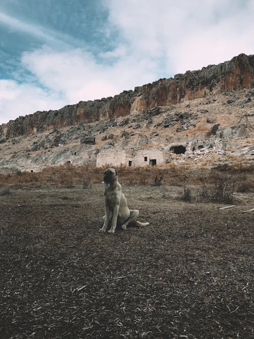 Kangal Shepherd guardian dog sitting on ground with dry grass surrounded by steep rocky cliffs