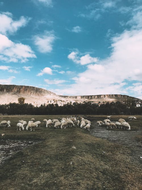 Gratis lagerfoto af får, græsgang, græsning