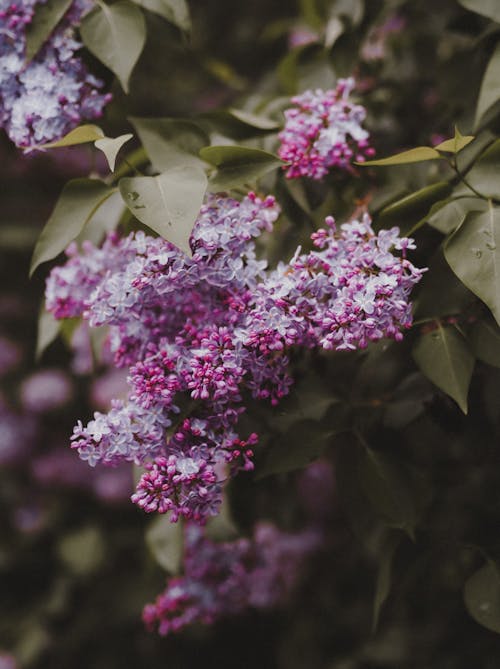 Free Branches of lilac tree with pink flowers and green leaves growing in garden in daylight Stock Photo