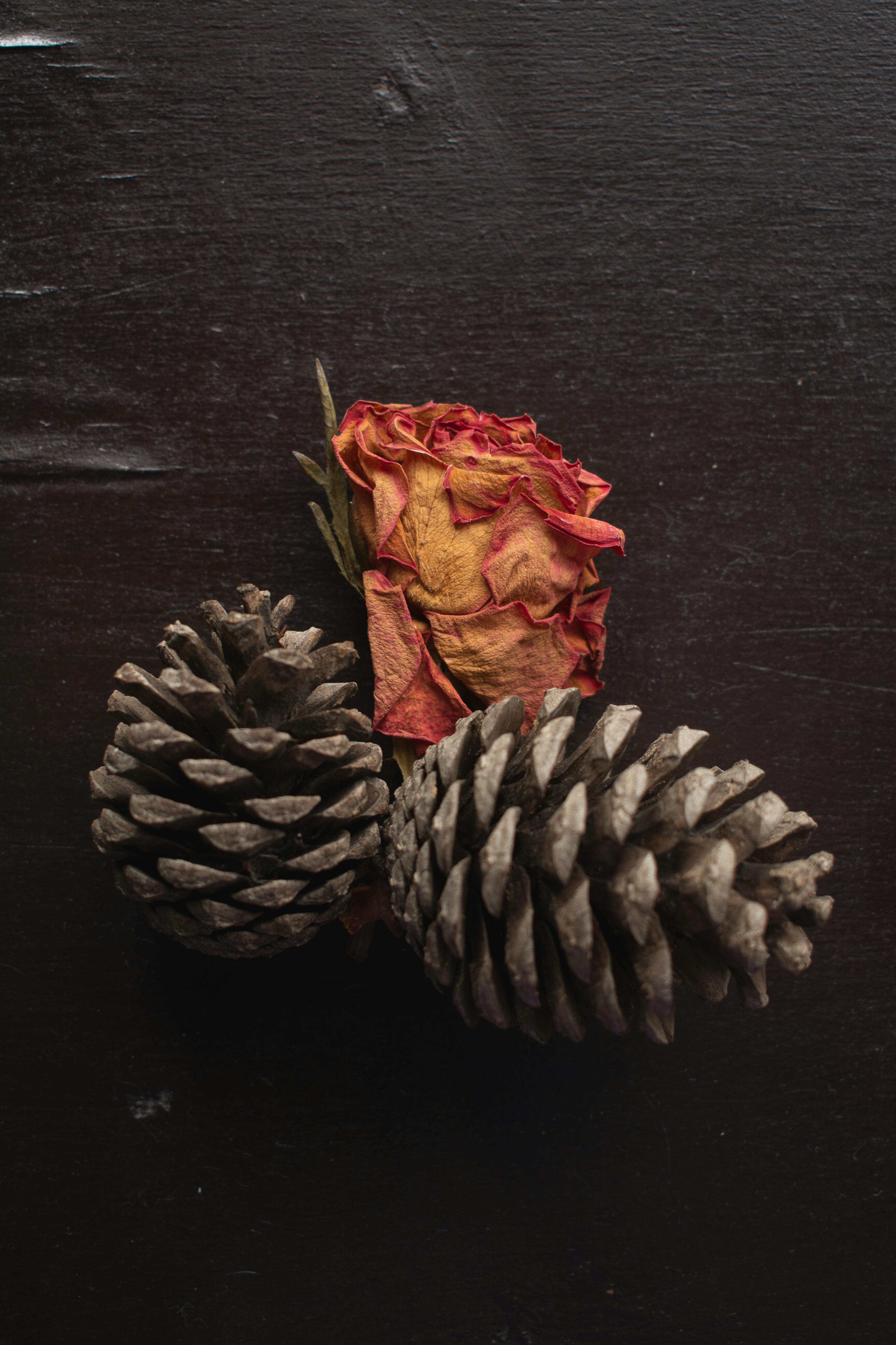 A close-up of a dried rose and pine cones on a dark wooden background.