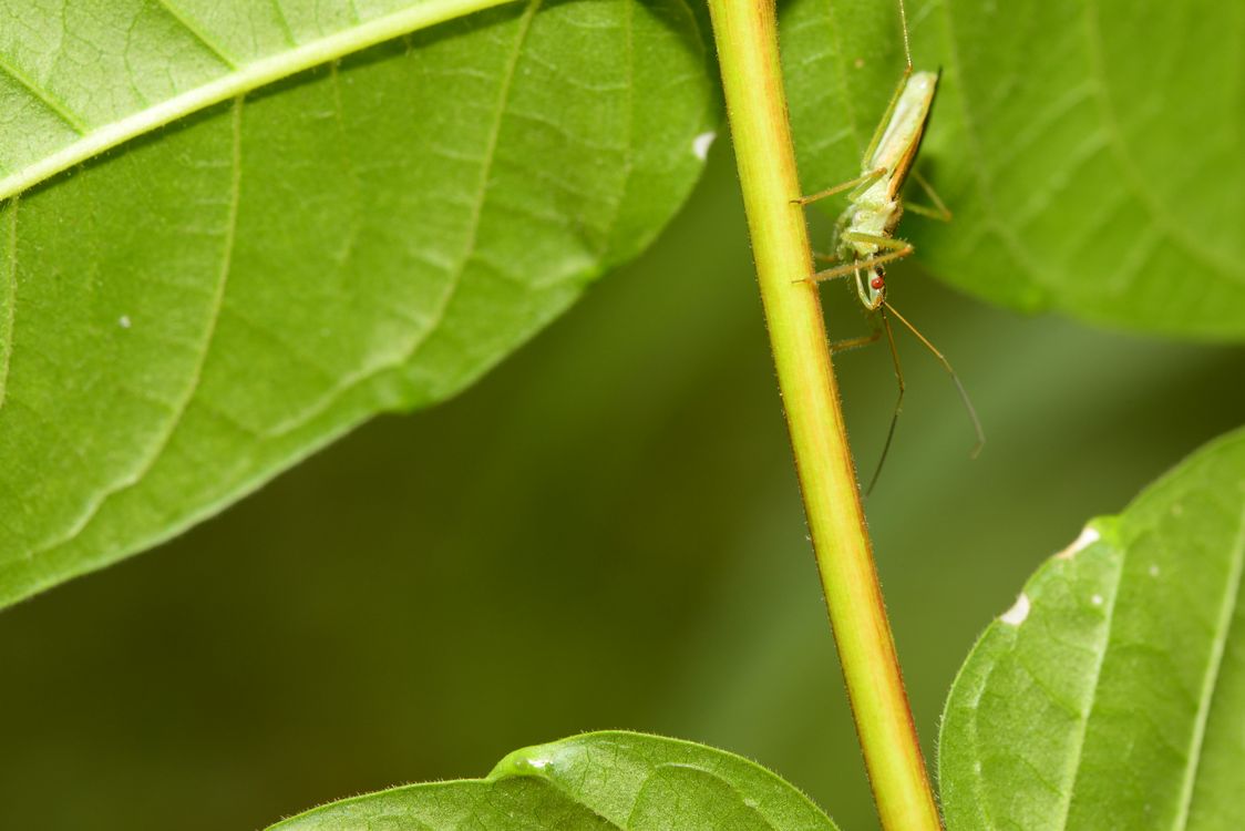 Tag Insect Close Up Photo of an Insect · Free Stock Photo