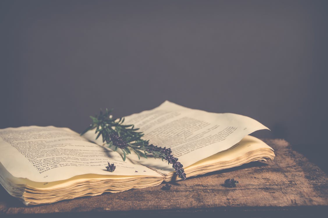 Free Sepia Photography of Green Plant on Top of Open Book Stock Photo