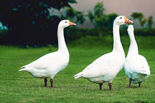 White Geese on Green Grass