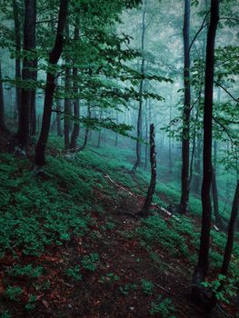 Serene forest scene with mist and dense greenery, creating a mystical atmosphere.