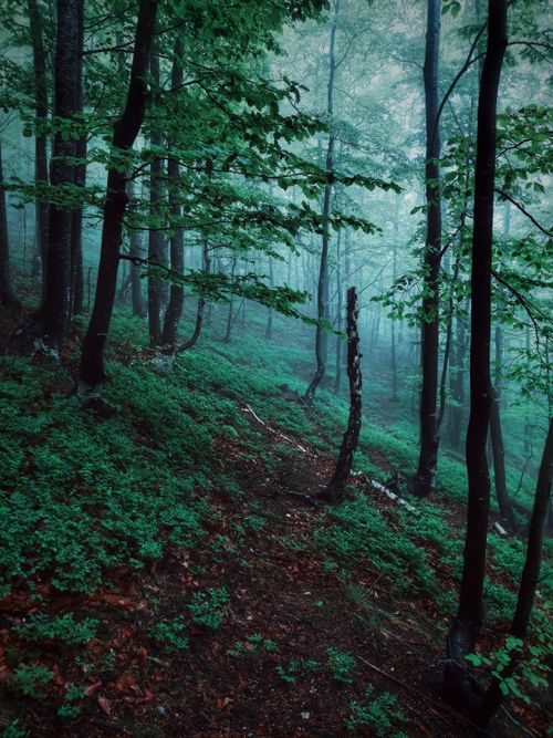 Free Serene forest scene with mist and dense greenery, creating a mystical atmosphere. Stock Photo