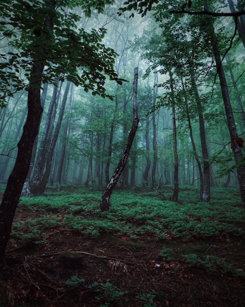 Fotos de stock gratuitas de arboles, bosque, césped verde