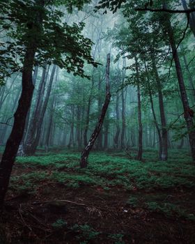 Foggy forest scene with dense trees and vibrant green foliage in a serene woodland setting.