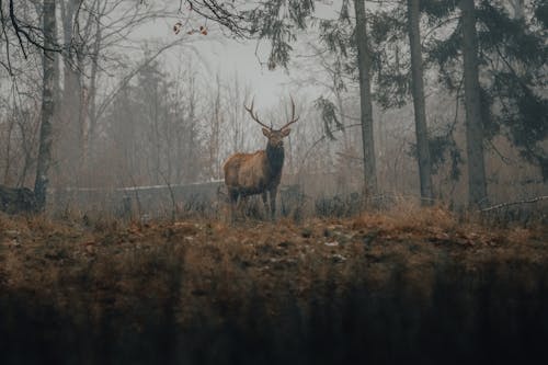 Wild deer with antlers standing on yellow grass in misty forest in autumn