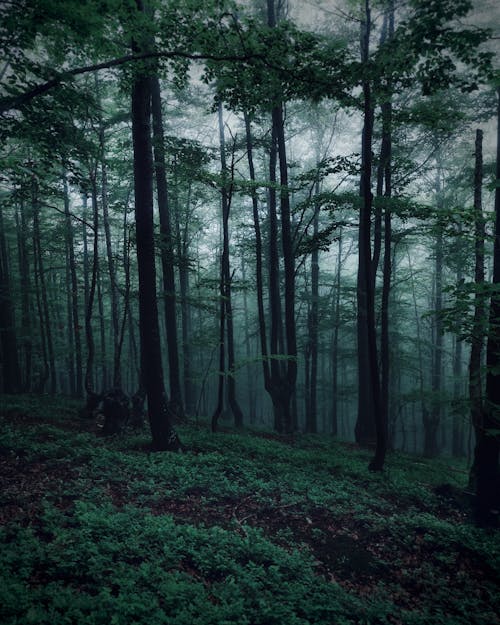 Photos gratuites de arbres, brouillard, forêt