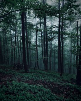 Serene misty forest scene with lush green foliage and towering trees in a tranquil atmosphere.