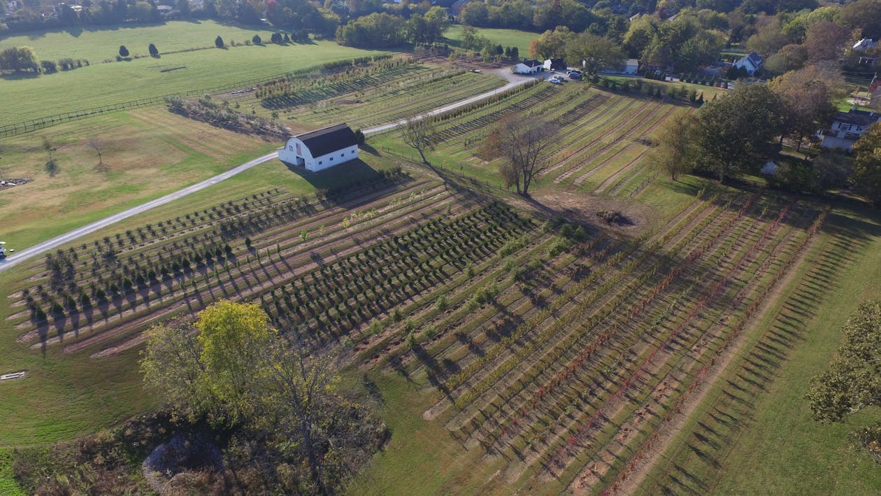 Aerial Photo of a Vineyard