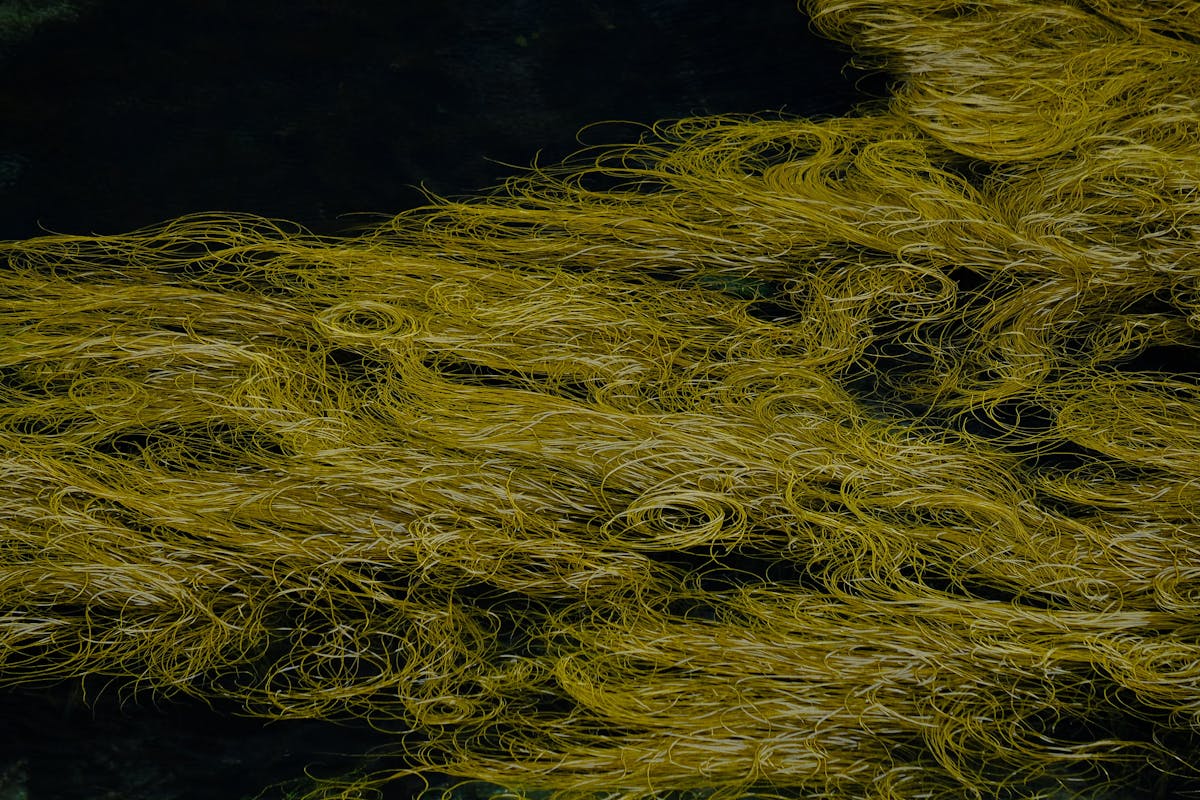 A warm mushroom latte in a ceramic mug on a wooden table with scattered coffee beans and mushrooms