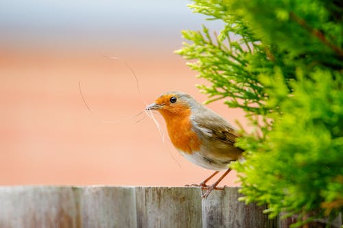 Free Perched European Robin Stock Photo