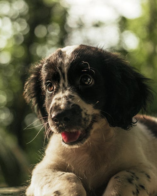 Black and White Dog In Close Up View