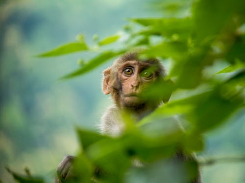 Monkey Near Green Leaves