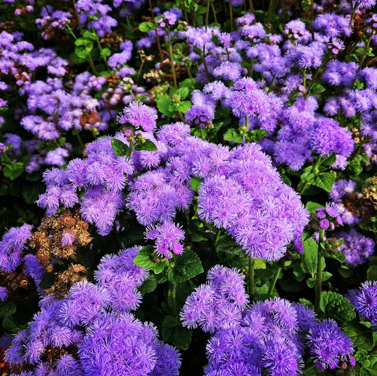 紫の花びらの花