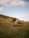 Free stock photo of agriculture, animal, cavalry