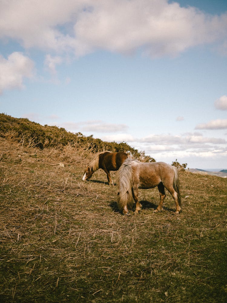 
Horses Grazing On A Field