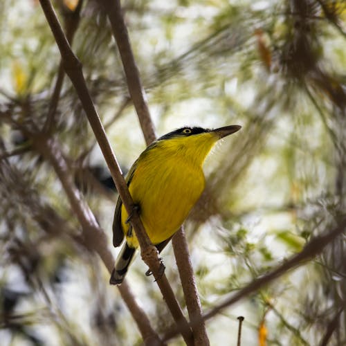 Ảnh lưu trữ miễn phí về cánh, cây, chim màu vàng