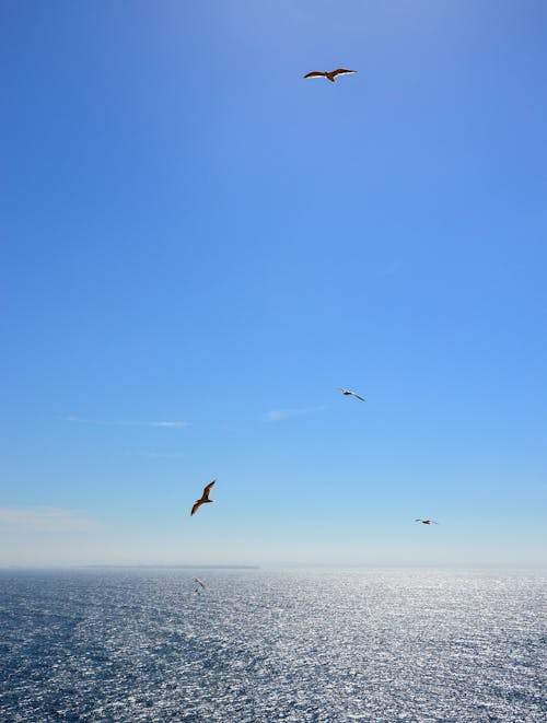 Imagine de stoc gratuită din apa de ocean, fotografie de animale, fotografiere verticală