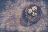 Close-Up Photography of Quail Eggs on Nest